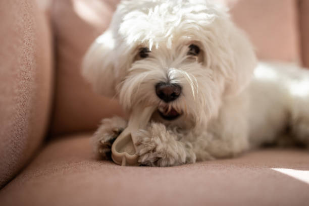 istock Maltese dog eating a bone 1459451460