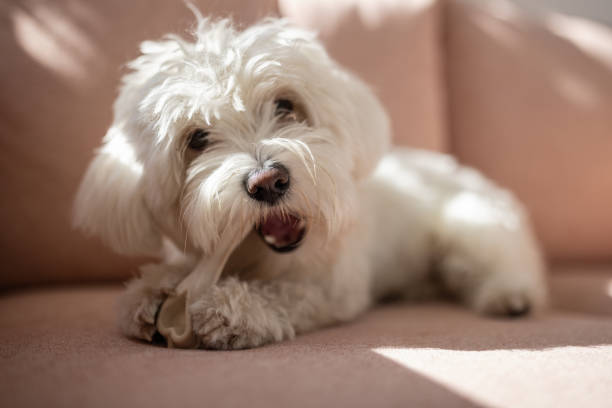 istock Maltese dog enjoying himself 1459451479