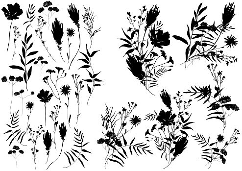 Big set silhouettes botanic floral elements. Branches, leaves, herbs, flowers. Garden, field, meadow wild plants collected in bouquet collection. Vector illustration isolated on white background
