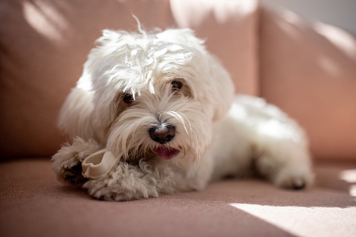 Cute white Maltese dog lying on sofa and eating a treat bone.