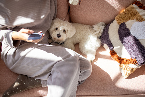 Cute little Maltese dog lying on sofa next to his unrecognizable female owner at home.