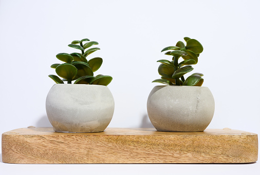 Two ceramic pots with plants on a white background