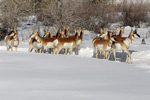 A herd of Pronghorn Antelope in East Central Idaho.