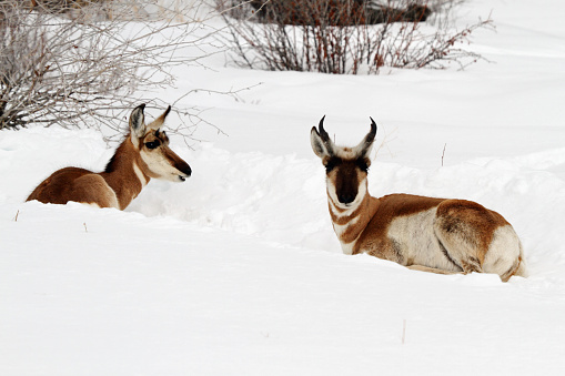 Pronghorn Antelope bedded down in the snow.