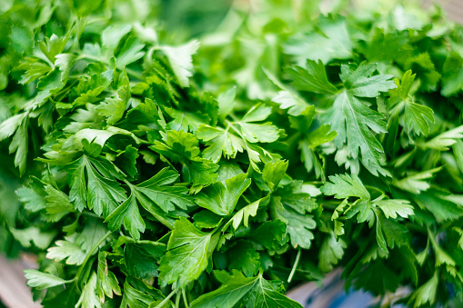 Close-up on parsley leaves, homegrown organic food product