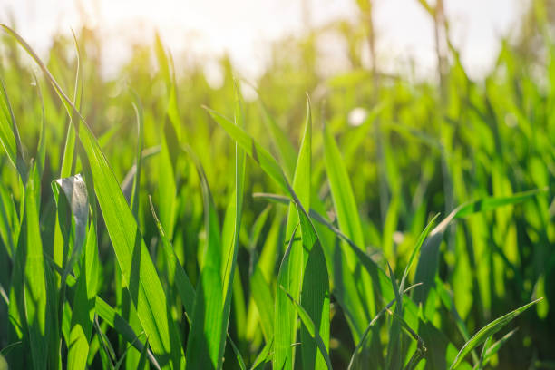 istock Natural background with green stems at sunset with rays of sun 1459454912
