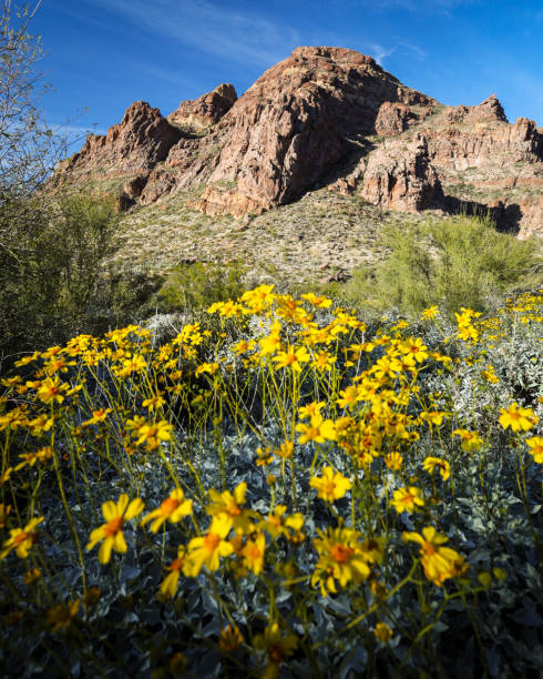 istock Brittlebush flowering in Organ Pipe Cactus National Monument 1459455492