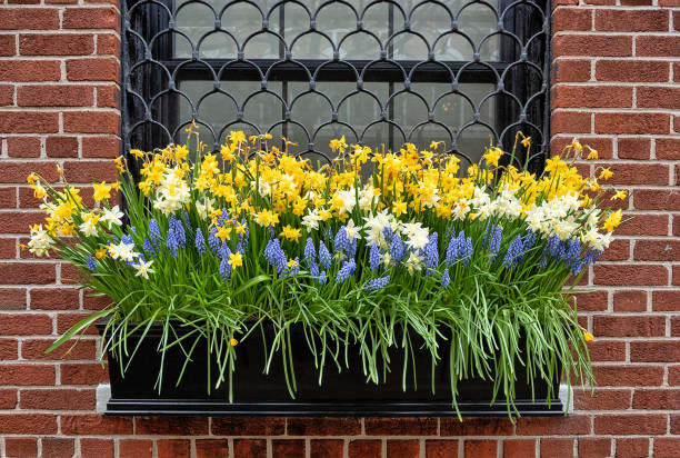 istock daffodi in planter hanging from window sill 1459456619