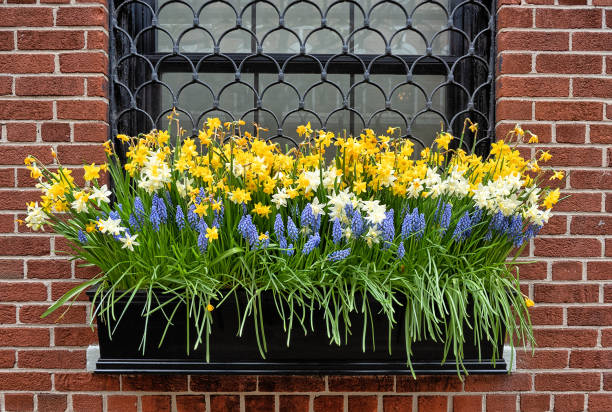 daffodi in planter hanging from window sill stock photo