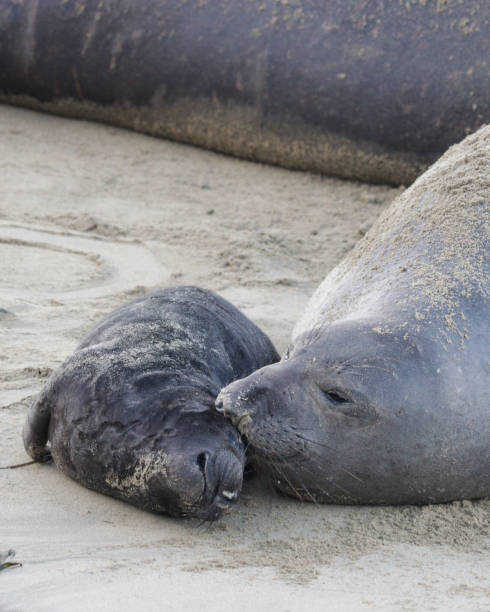 istock Elephant seal at Point Reyes National Seashore 1459457940
