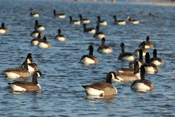 istock Group of Canada Geese swimming 1459458100