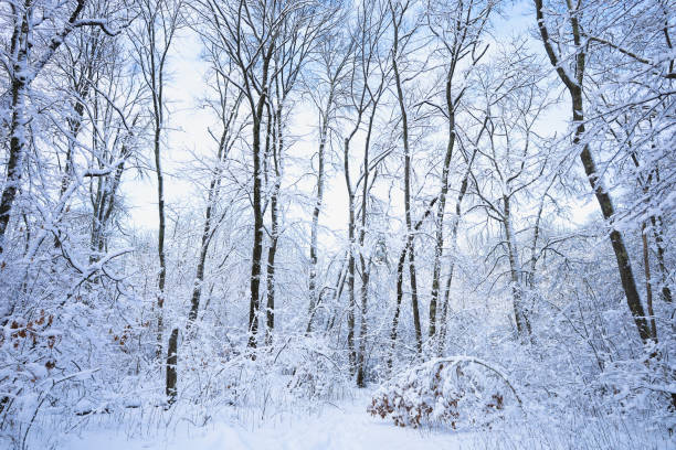 istock Snow covered oak trees under cloudy sky, New England, US 1459459518