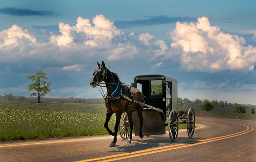 Interesting photo of an Amish horse and buggy travelling along a country road in Lancaster Pennsylvania which is Pennsylvania Dutch country.  Beautiful green fields and rolling hills can be seen as well as well kept barns and farm houses.  The lovely scenery accentuates the stark black colour of the buggy.