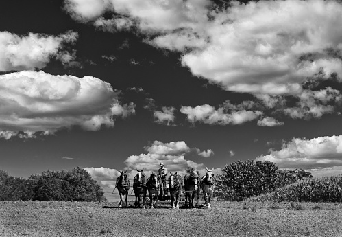 Hessdale, PA, USA – September 30, 2021.  A hard-working Amish farmer operates agricultural equipment drawn by a team of horses on his farm in Lancaster County, PA.  Beautiful dark blue skies and white clouds are accented by the high contrast Black and White photograph treatment.