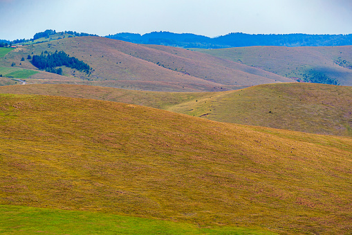 Mountain Zlatibor in Serbia, landscape with wide pastures on hills