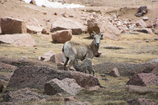 istock A lamb nursing while its mother is on the look out 1459463224