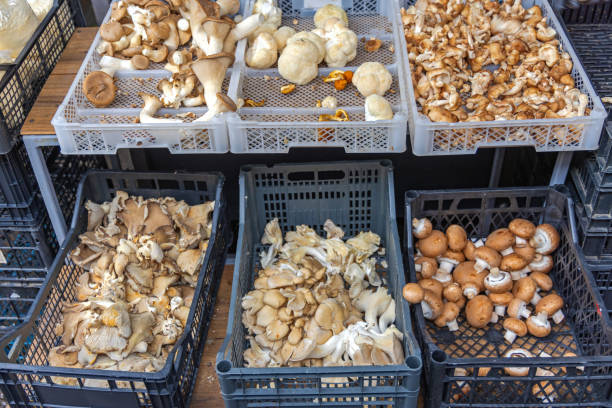 istock Mushrooms in Crates 1459463250