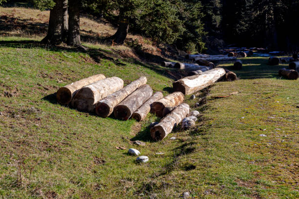 istock Sanitary deforestation in the mountains 1459463784