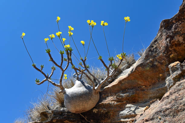 Flowering Elephant`s Foot Plant  - Pachypodium rosulatum in its natural environment stock photo