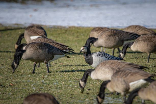 istock A Barnacle Goose with Canada Geese in Woburn, Massachusetts in Decemeber, 2022. 1459466477