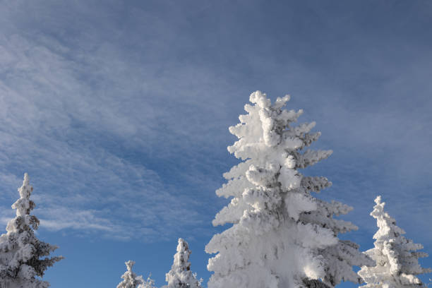 Heavy white hoarfrost on pine trees