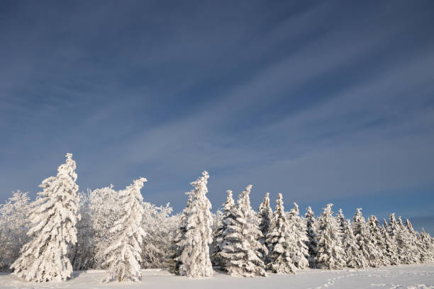 istock Hoarfrost pine tree border with blue sky 1459467098
