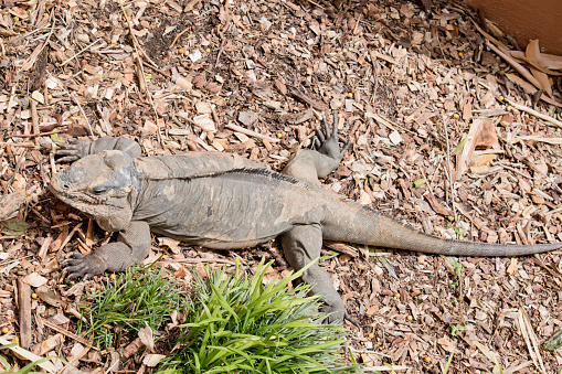 the male rhinoceros iguana is shedding its skin