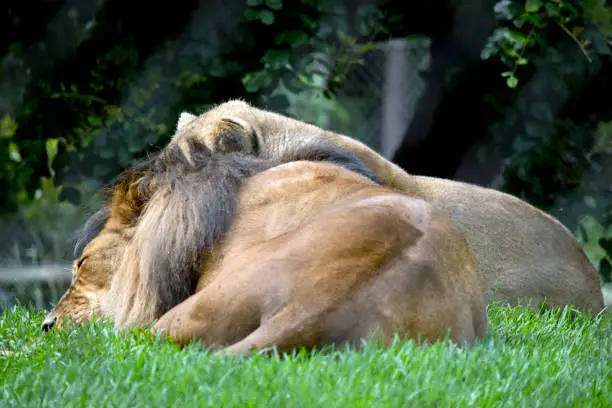 the lion and the lioness are resting in the sun