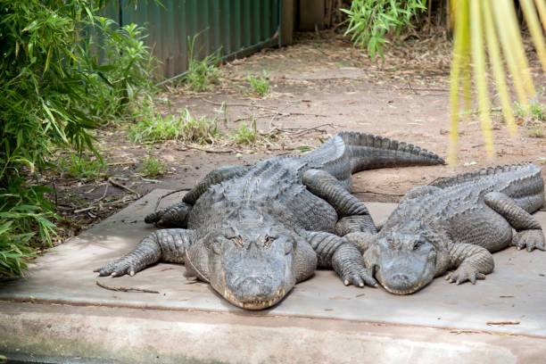 istock the two alligators are resting in the sun 1459468251