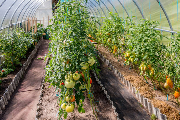 growing tomatoes in a greenhouse