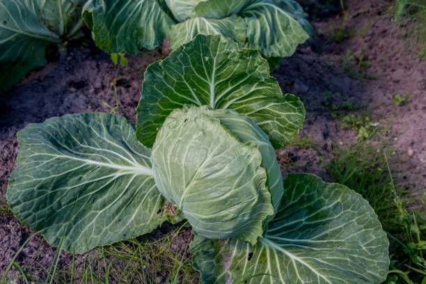 istock growing cabbage in a vegetable garden 1459469022
