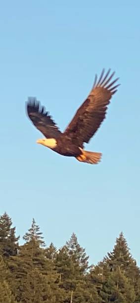 istock Majestic bald eagle, Vancouver island 1459473685