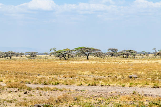 Beautiful landscape at the Ngorongoro conservation area, Tanzania stock photo
