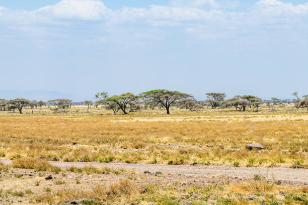 beautiful landscape at the ngorongoro conservation area, tanzania - africa south africa african culture plain imagens e fotografias de stock