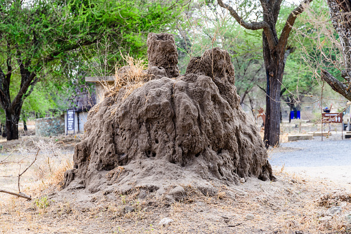 Giant termite mound at Serengeti national park, Tanzania