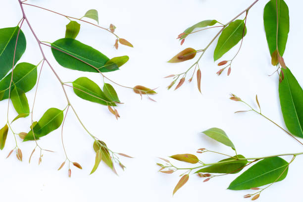 istock Eucalyptus leaves on white background. 1459477658