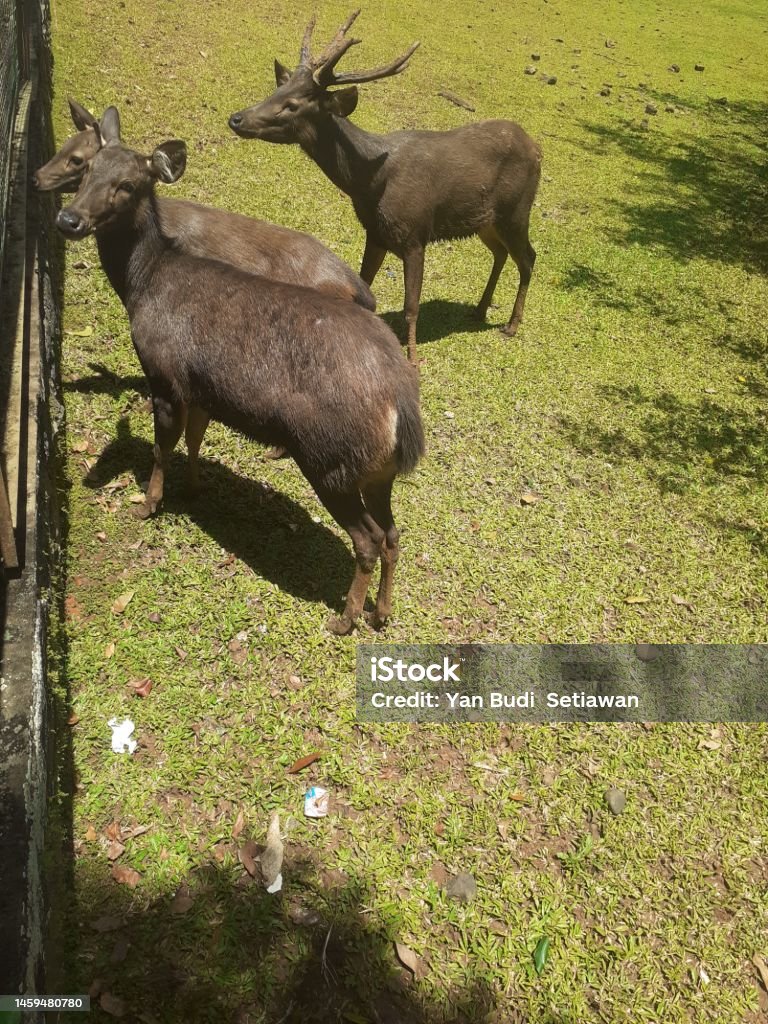 Sambar Deer Stock Photo - Download Image Now - Animal, Animal Themes, Animal  Wildlife - iStock