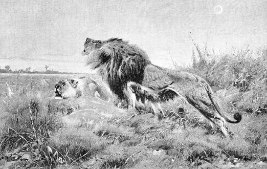 Male lion roaring in african desert illustration
Original edition from my own archives
Source : Ilustración Artística 1899
after Guillermo Kunert