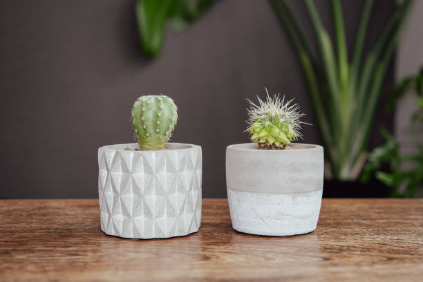 istock Easter lily cactus and Golden barrel cactus. 1459481680