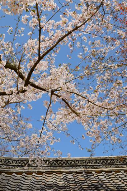 istock Sakura flowers in Japanese garden. 1459483056