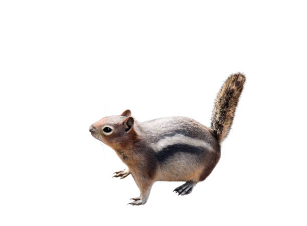istock Cute little chipmunk isolated cutout 1459484849