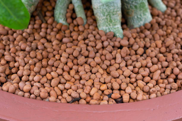 istock Adenium obesum (Forssk) in pot with weight expanded clay aggregate 1459485981
