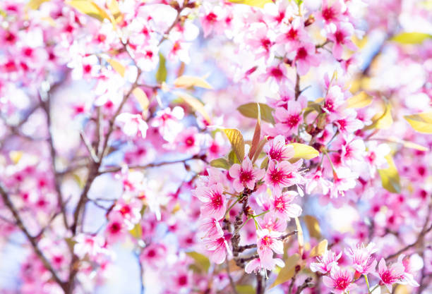 Ciliegia (Prunus cerasoides) - foto stock