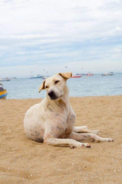 istock A dog relaxing on the beach. summer concept 1459494334