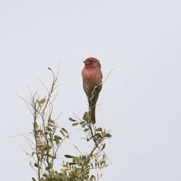 House Finch (male) (haemorhous mexicanus) perched in a bush House Finch (male) (haemorhous mexicanus) perched in a bush haemorhous mexicanus stock pictures, royalty-free photos & images