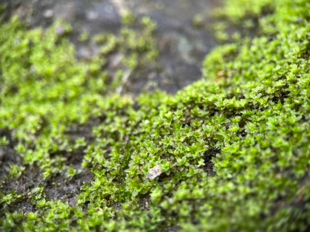 istock Green and wet moss on rock landscape 1459496126