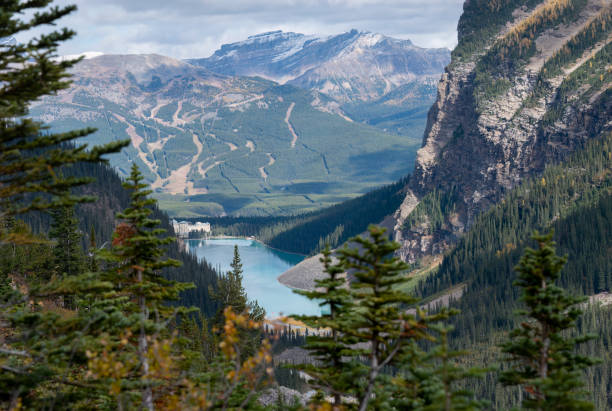 larch trees framing the view of lake louise and fairmont chateau from plain of six glaciers trail in banff national park, canada. - passion mountain range mountain national park imagens e fotografias de stock