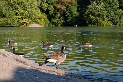 Wild Canada geese along the shore of the lake at Central Park with green trees during the summer in New York City