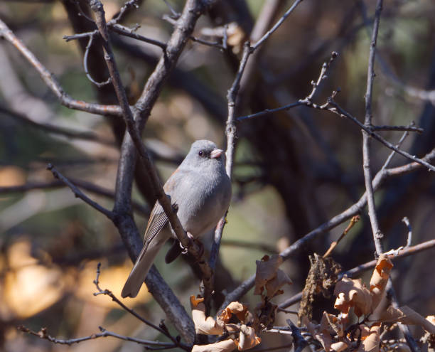 istock Dark-eyed Junco Among the Trees 1459497568