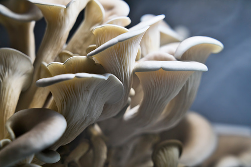 Oyster mushrooms being grown for food close up with blue in the background.